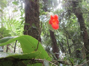 Monteverde 8  